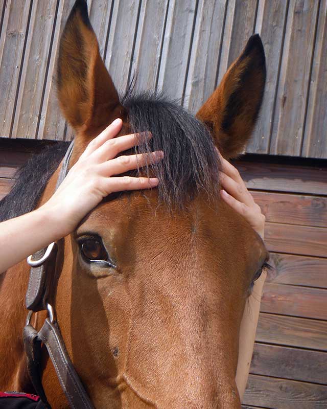 Physiothérapie sur tête de cheval